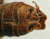 CollectionObject 1517387; ef319075-f2d9-4f3d-8445-73282d719f29: male abdomen tip, dorsal view (holotype). (CollectionObject).