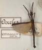 CollectionObject 1557168; 7c0b073b-df05-4ff6-a668-9c8ad535c76c: copyright St. Petersburg. male of synonym Asceles cornucervi (holotype). (CollectionObject).