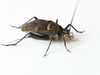 CollectionObject 1588714; f70427c2-e511-4ca3-8d6d-7221fd799a0d: male. (CollectionObject).