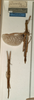 CollectionObject 1557189; 0e1bb941-df07-4520-8edd-05a1869a2fac: copyright NMW, Vienna. female and juv. (syntypes). (CollectionObject).;CollectionObject 1557190; 6e126499-8a69-446d-9404-b888af730dd8: copyright NMW, Vienna. female and juv. (syntypes). (CollectionObject).