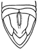 CollectionObject 1523944; 5648683e-333f-45f0-a3ce-6a7266a34eae: Fig. 4. apex of abdomen, dorsal outline. (CollectionObject).