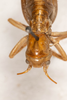 CollectionObject 2602153; 7ab24d3d-ff97-40a9-8fdf-f36ed2372122: male, dorsal view. (CollectionObject).