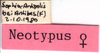 CollectionObject 1543102; 4d2e9400-4b96-4ed0-9322-e8ba7aeb0726: labels (neosyntype). (CollectionObject).