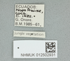 CollectionObject 1596225; 94afe236-b9d0-4d2d-a533-70d239633ac9: copyright NHMUK London. female, data labels (paratype). (CollectionObject).
