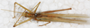 CollectionObject 1532389; NMW 3917, 78c434f4-a8af-4500-b82c-c58f0a125155: female, dorsal view (holotype). (CollectionObject).