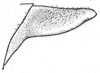 Ceuthophilus (Ceuthophilus) gertschi Hubbell, 1936: Fig. 15 (specimen from Rancho del Monte, NM). lateral view of 9th tergite of male (specimen from Rancho del Monte, New Mexico). (Otu).