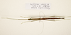 CollectionObject 1595877; c9976c5a-f7ef-40f8-88f2-b9108ba37ee5: copyright UKM, Bangi. female, dorsal view (paratype). (CollectionObject).