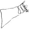 Anal tube processes on Coganoa purpureatincta (Cogan, 1916): Anal tube process (lectotype). (Observation).