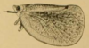 Habitus, lateral view on Dalapax nigricornis (Guérin-Méneville, 1844) now Dalapax postica (Spinola, 1839): (Observation).