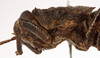 male, pronotum, lateral view (holotype). Depicts CollectionObject 1529673; e415c9ea-4c04-46f5-acf2-c06c459fd54e, a CollectionObject.