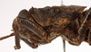 CollectionObject 1529673; e415c9ea-4c04-46f5-acf2-c06c459fd54e: male, pronotum, lateral view (holotype). (CollectionObject).