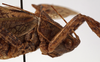 CollectionObject 1534517; ddce5745-606c-4dff-8207-20d30dc2e661: male pronotum, lateral view (holotype). (CollectionObject).
