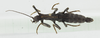 CollectionObject 1573625; 036a172b-23b2-4a73-b2fd-2dc19ff65cb6: female, dorsal view (paratype). (CollectionObject).;CollectionObject 1573626; 3b652dae-eb89-4457-bf32-ece437bb0824: female, dorsal view (paratype). (CollectionObject).