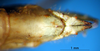 CollectionObject 1530712; 6b79df31-63f4-402d-8c2a-8eec2474c032: female abdomen tip, ventral view (syntype). (CollectionObject).
