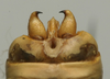 CollectionObject 1534986; c8319368-b54d-49d3-b12a-1185f4c22d4a: male abdomen tip, dorsal view (holotype). (CollectionObject).