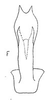 Aedeagus, ventral view: !! display not done !! on Frequenamia clypeata (Osborn, 1923): Aedeagus, ventral view. (Observation).