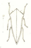 Habitus, dorsal view: !! display not done !! on Archasia auriculata (Fitch, 1851): (Observation).