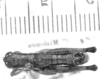 CollectionObject 1524026; cd35bca6-0fa3-4808-810c-d57cdff69b71: male, dorsal view (holotype). (CollectionObject).