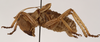 CollectionObject 1534691; d2e69594-0070-481d-9ad7-6e7d6a92a85a: male, lateral view (syntype). (CollectionObject).