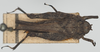 CollectionObject 1581257; 7e36dcba-f6e6-463f-ad6d-8543f04fca02: female, dorsal view (syntype). (CollectionObject).