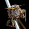 male, frontal view (syntype of Acrydium dorsale). Depicts CollectionObject 1531170; UZIU Thunberg Collection nr 22189, 20bd8ff9-bd08-4fcf-98f6-efabfa515862, a CollectionObject.