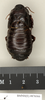 CollectionObject 1573072; 27b2dc68-0582-461d-916b-ccb555aab9a5: Copyright Natural History Museum, London. Non-type (adult female) in BM(NH). Dorsal view. (CollectionObject).