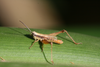 FieldOccurrence 376; 3770ed3d-1ab9-47fc-802f-05528028bd9a; Tanzania
Tarangire National Park, 2016/02/??: male. (FieldOccurrence).