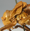 CollectionObject 1516789; 593d6b97-417c-414f-831d-0f27aa4a3604: male pronotum lateral (syntype of Ephippiger seoanei). (CollectionObject).