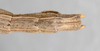CollectionObject 1560427; bd11896f-e498-42f1-b959-c44f7049a332: copyright NMW, Vienna. female: end of abdomen, dorsal view (syntype). (CollectionObject).;CollectionObject 1560428; e38535f2-096d-42a7-90c9-05a46b40f72a: copyright NMW, Vienna. female: end of abdomen, dorsal view (syntype). (CollectionObject).