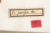 CollectionObject 1531236; 545a2eb5-7467-4859-b436-093cfa6080f1: female, labels (syntype). (CollectionObject).