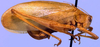 female, lateral view (Chile). Depicts Cosmophyllum olivaceum Blanchard, 1851, an Otu.