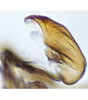 Aedeagus, lateral view on Exitianus indicus (Distant, 1908): (Observation).