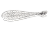 Dichroplus misionensis Carbonell, 1968: Fig. 82A. hind femur, external face. (Otu).