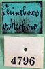 CollectionObject 1502876; b1b0189d-290b-42aa-96d1-af89dcabcd5e: labels (syntype). (CollectionObject).