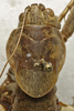 CollectionObject 1535197; 2e25c506-521d-4fc0-b461-bbe7b2a2751a: female pronotum, dorsal view (syntype). (CollectionObject).