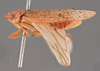 Habitus, lateral view: !! display not done !! on Ponana (Ponana) sanguinolenta (Spångberg, 1878): (Observation).