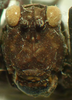 CollectionObject 1575251; NNM RMNH.INS 968004, a8915dda-5a50-4fe7-ba8a-ed9e783e0b8f: male, frontal view (paratype). (CollectionObject).