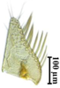 Subgenital plate: !! display not done !! on Maiestas xanthocephalus (Dash & Viraktamath, 1998): (Observation).
