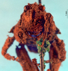 CollectionObject 1580141; ef0d3ee0-c225-4988-9e51-5be01cbd45a3, NHMUK10924413: male, frontal view (syntype). (CollectionObject).