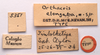 CollectionObject 1542415; CNMS 5351, 8349593b-cba7-4319-b949-f96f7860a9ab: labels (holotype). (CollectionObject).