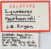 Other: !! display not done !! on Lycoderides nathanieli (Cryan, 1999): (Observation).