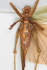 CollectionObject 1506560; 3d9601e2-7437-4942-99de-04c18612f85a: female, ventral view (syntype). (CollectionObject).