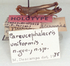 CollectionObject 1524883; 1bd9cbcc-6d82-4ddb-8a93-d53c1a4f94ec: male (holotype). (CollectionObject).