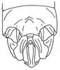 Euschmidtia burtti Descamps, 1964: Fig. 448. male abdomen tip, dorsal view. (Otu).