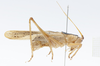 CollectionObject 1572222; 5fec46ae-9ff2-4524-af96-401be1cc9af1: neotype male, lateral view. (CollectionObject).