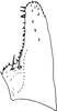 Subgenital plate, ventral view on Arboridia (Arboridia) huajiangensis Jiang, Luo & Song, 2021: (Observation).