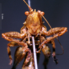 CollectionObject 1503153; 6bb3b445-2e76-4669-8f0d-43e1799151b6: male frons (holotype). (CollectionObject).
