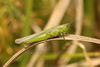 FieldOccurrence 3748; c0552236-3772-4970-88c0-8459c6881222; Argentina: Corrientes: Mburucuyá
P.N. Mburucuyá, 2024/09/22: (FieldOccurrence).