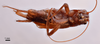 CollectionObject 1538160; c809841c-18cd-422a-b56f-b3290ea49a0c: male, ventral view (holotype). (CollectionObject).