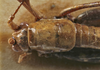 CollectionObject 1539691; bb307042-d292-43c6-9638-4f89d8e8fc43: female pronotum dorsal (holotype). (CollectionObject).
